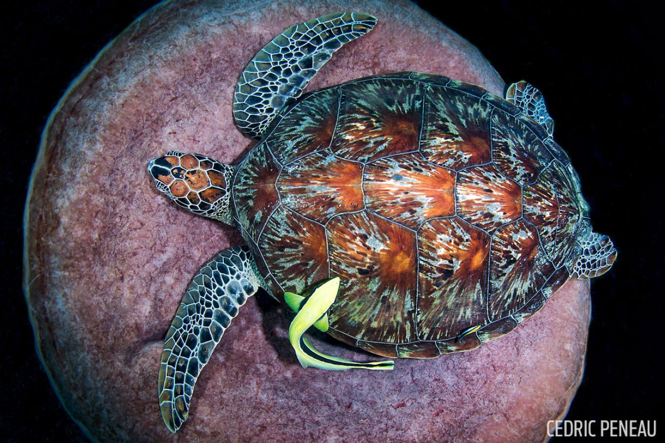green sea turtle barrel sponge gili islands indonesia