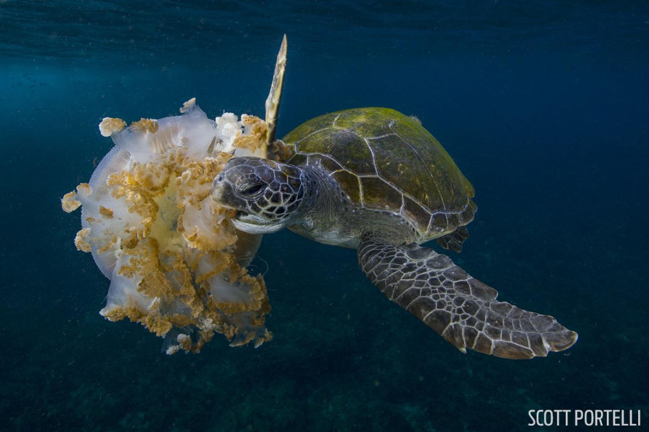 green sea turtle eating jellyfish