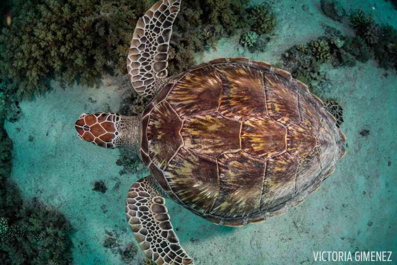 turtle swimming on reef