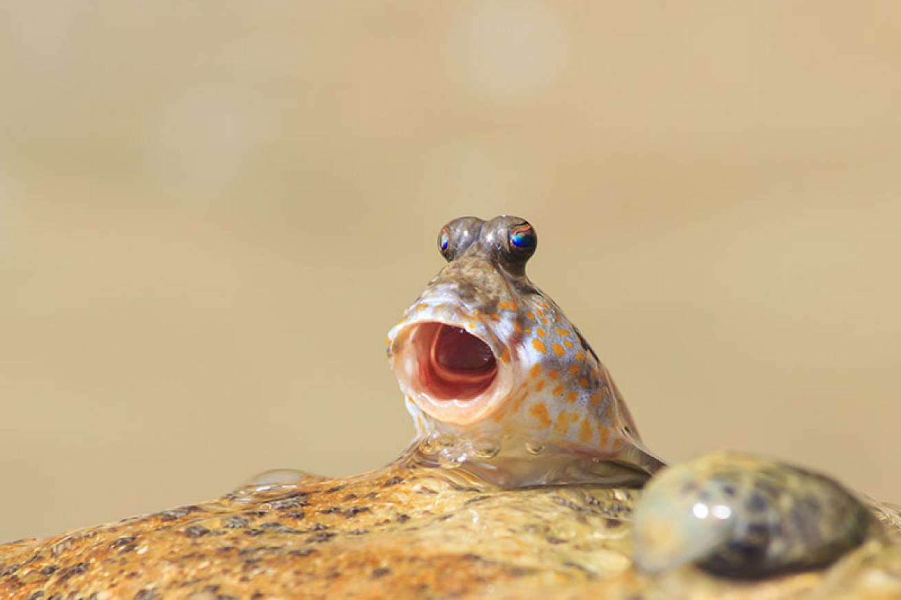 respotted blenny