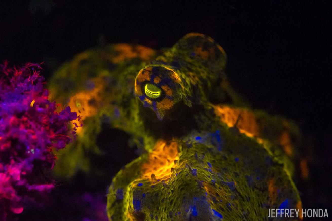 fluorescent octopus underwater