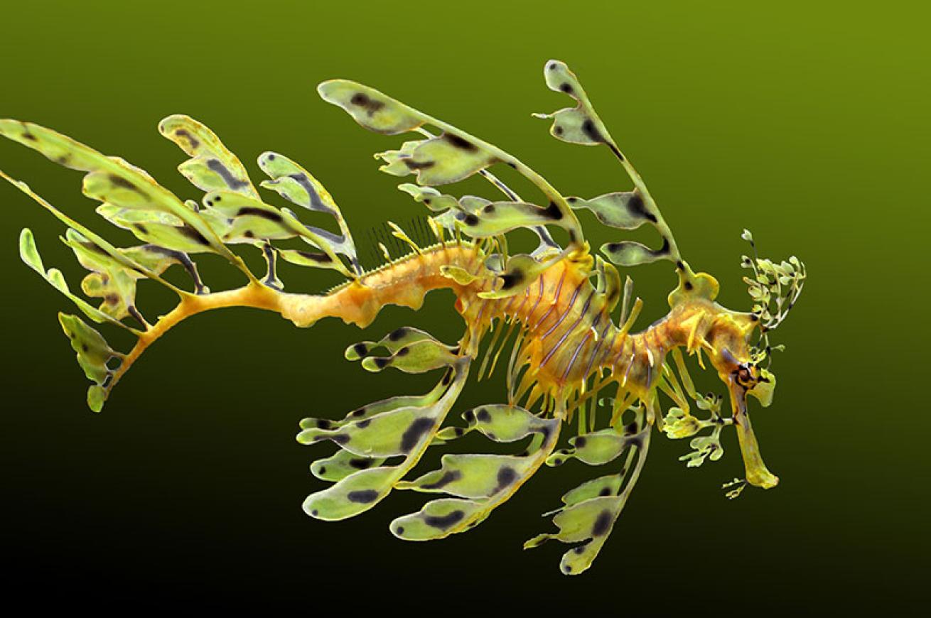 leafy seadragon