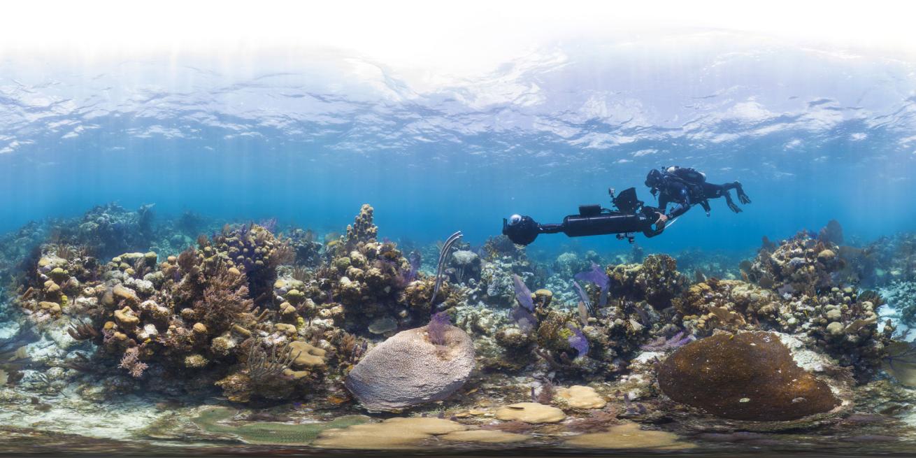 Survey Glover&#039;s Reef Bleaching