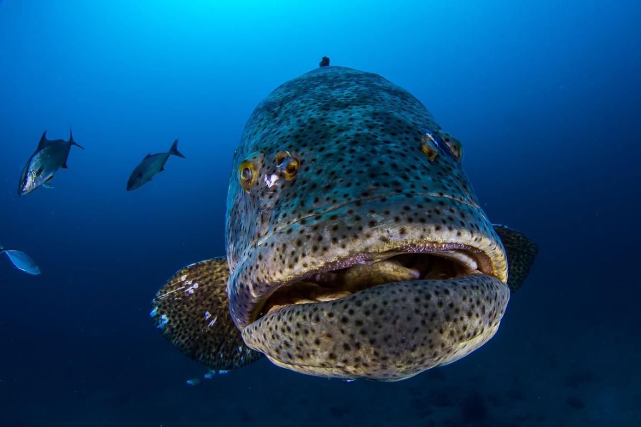 scuba diving with goliath grouper