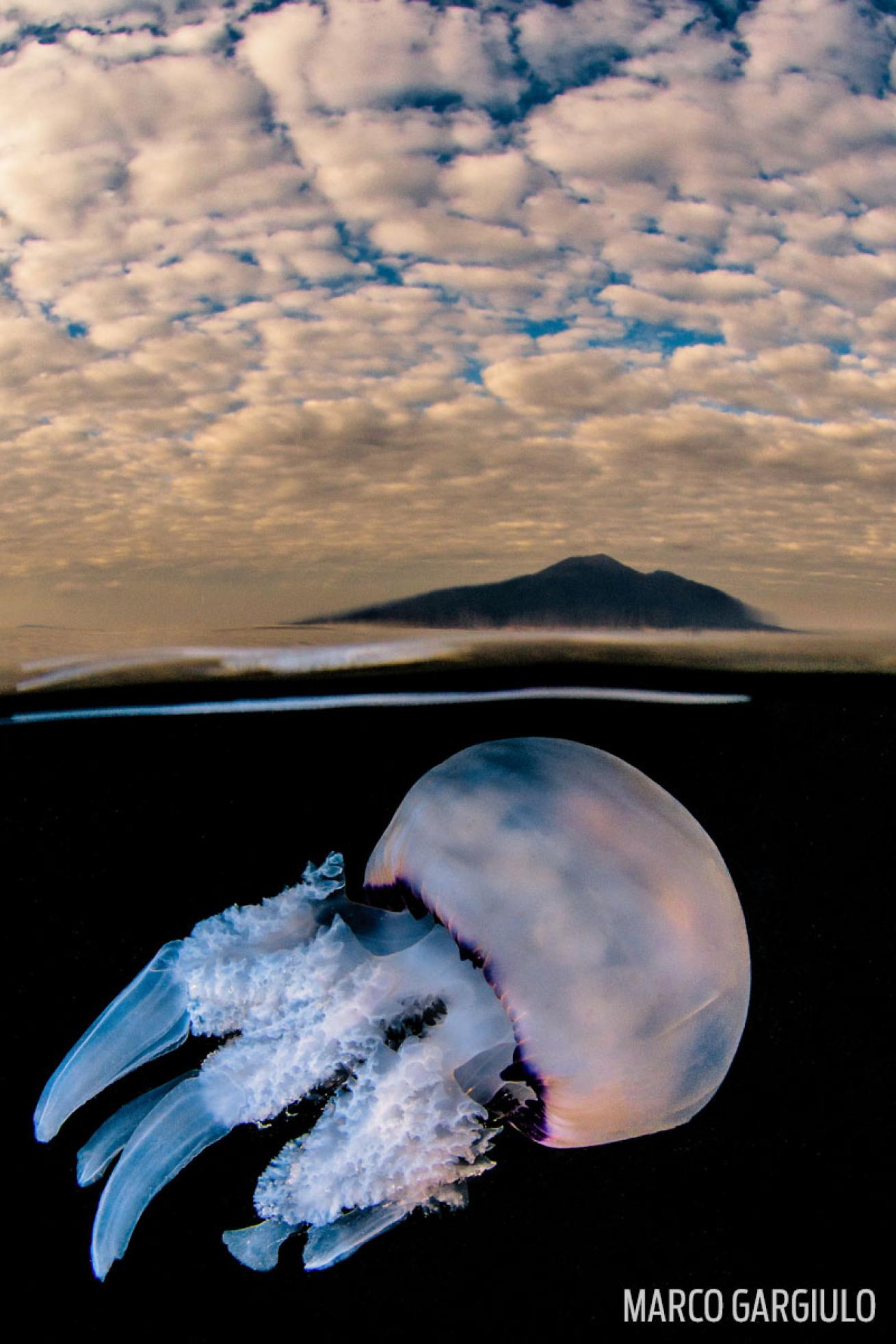 jellyfish mount vesuvius southern italy