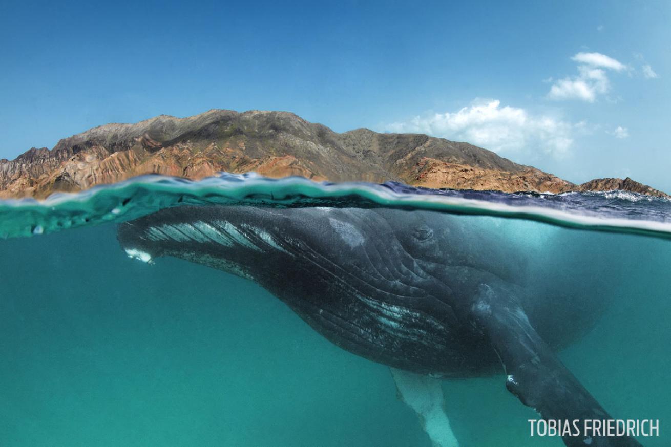 humpback whale Al-Halaniyat islands Sultante of Oman