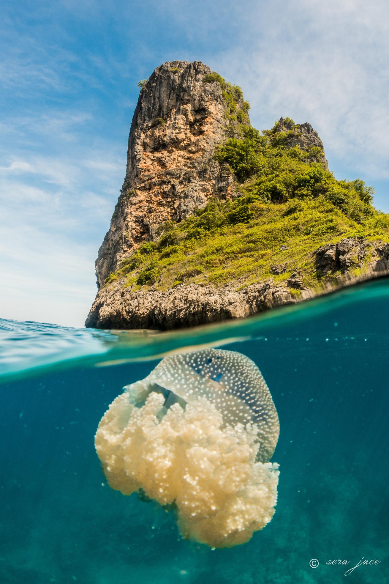 crown jellyfish Bida Nai Island in Thailand