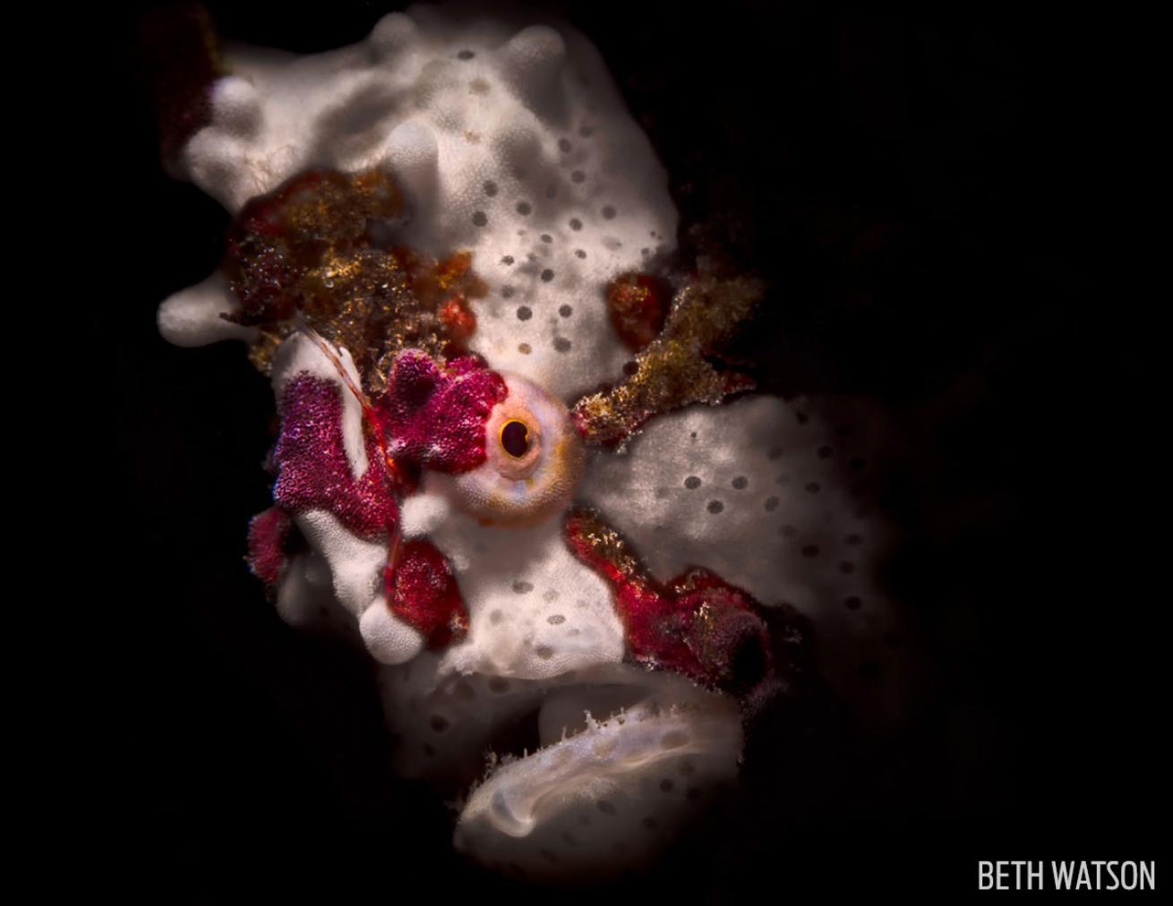 frogfish photography 