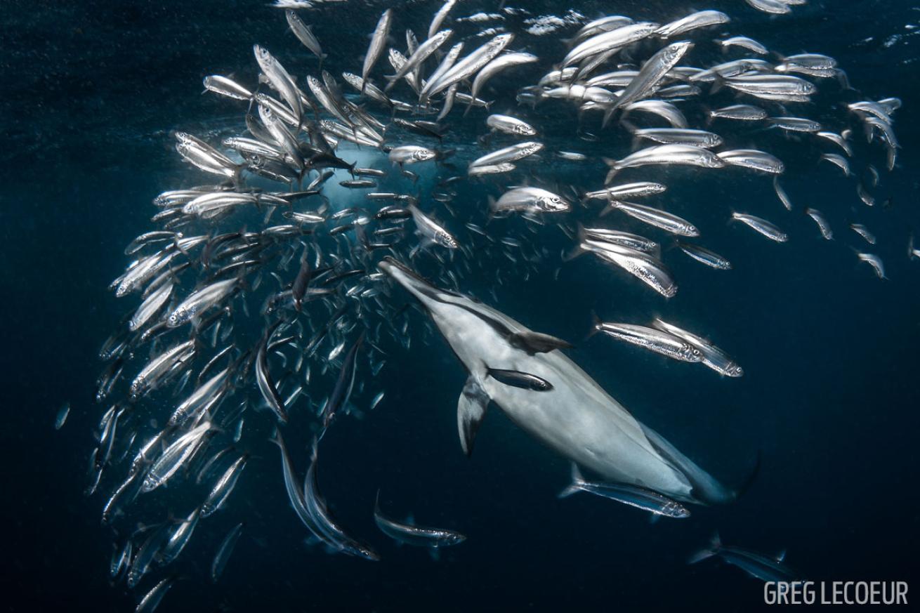 sardine run south africa scuba diving dolphin