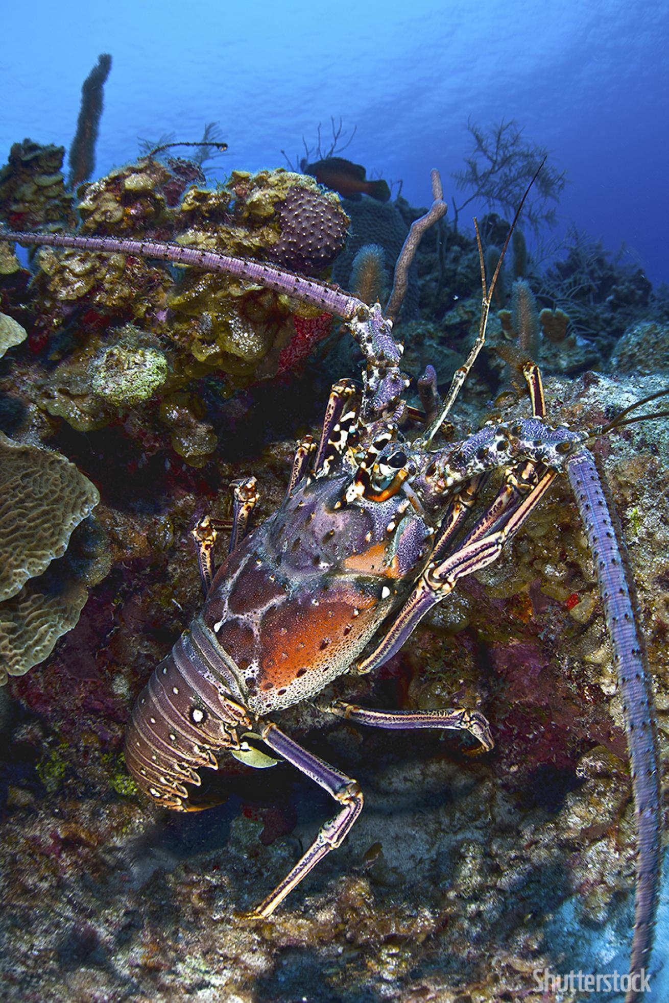 spiny lobster scuba diving hunting season