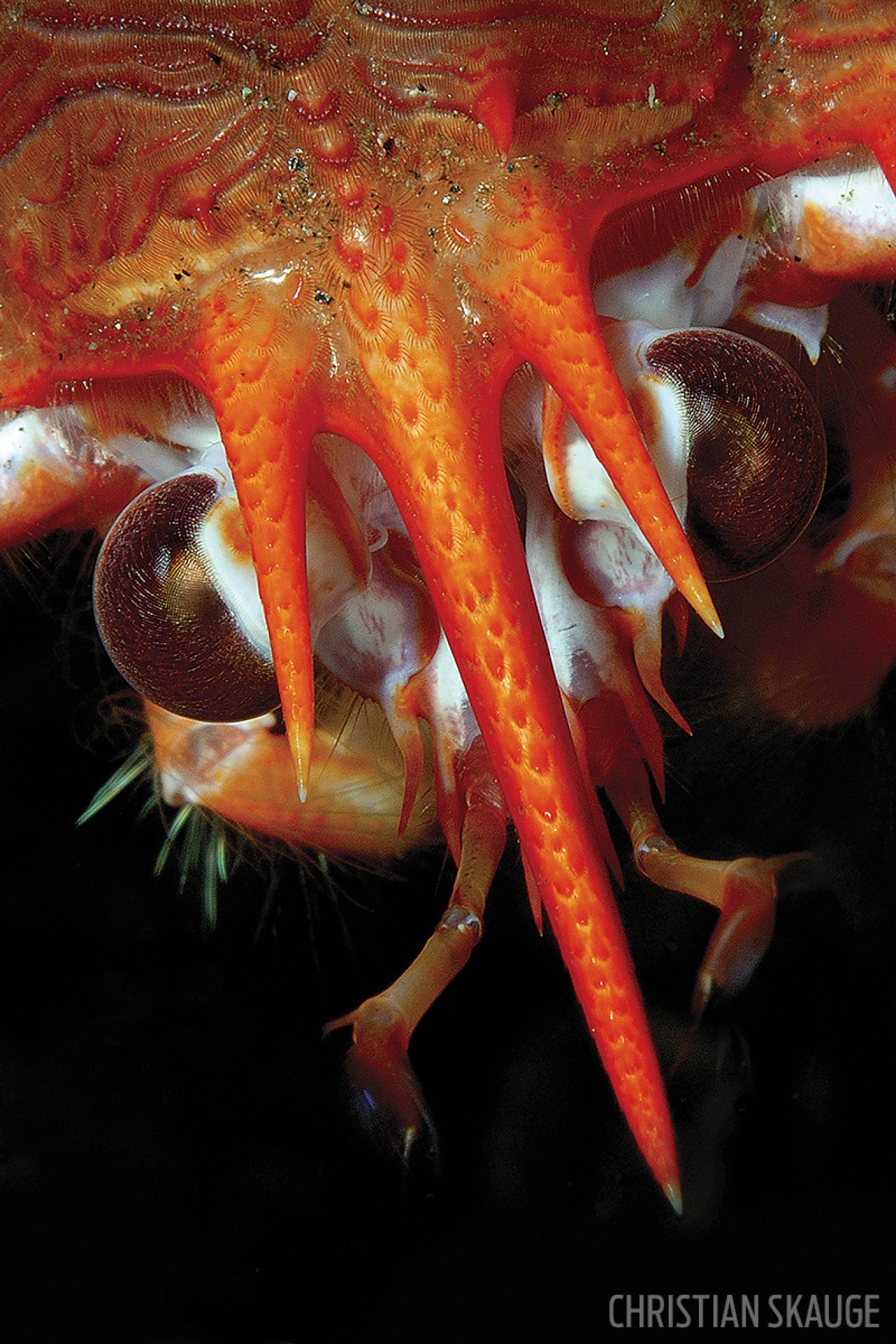 Squat lobster close-up macro shot