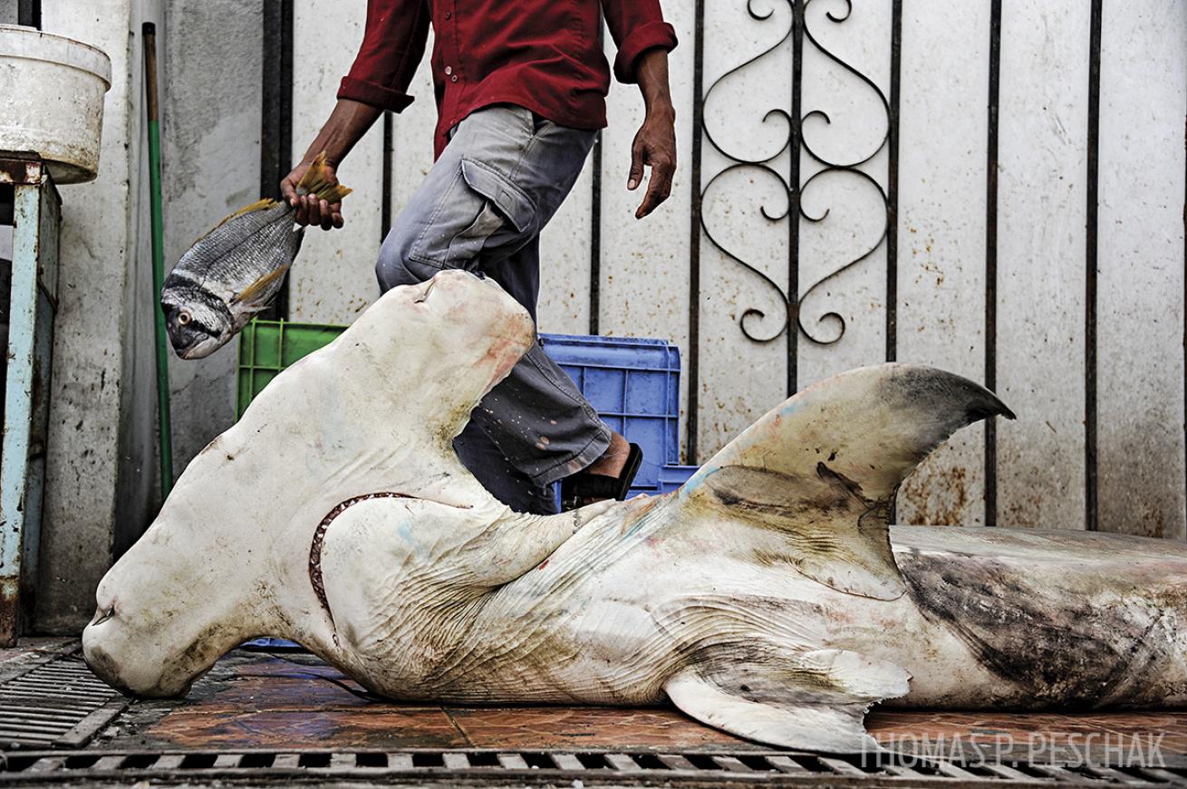 dead hammerhead shark on Oman streets