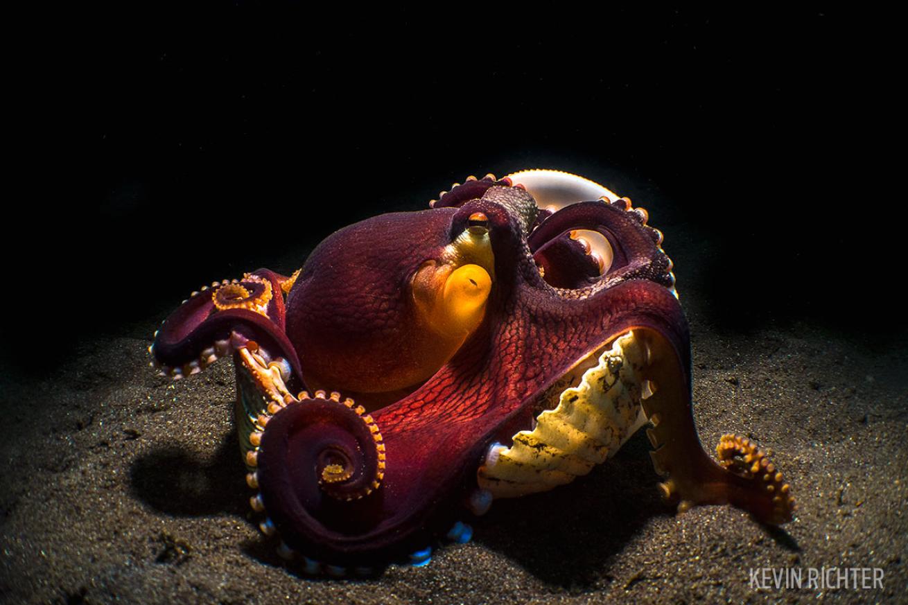 scuba diving through your lens photo contest