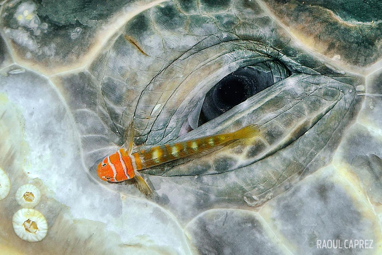 scuba diving through your lens photo contest