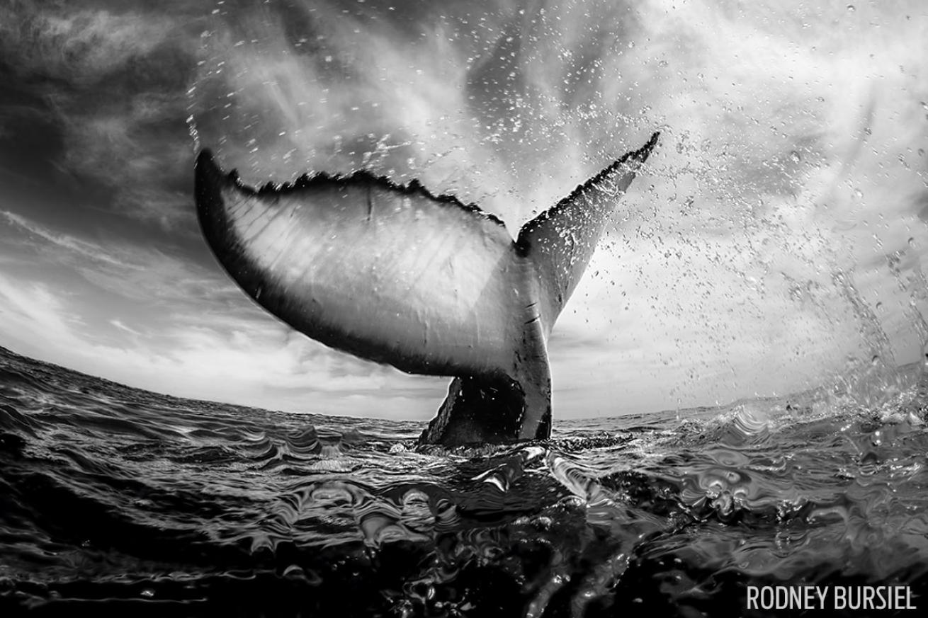 scuba diving through your lens photo contest