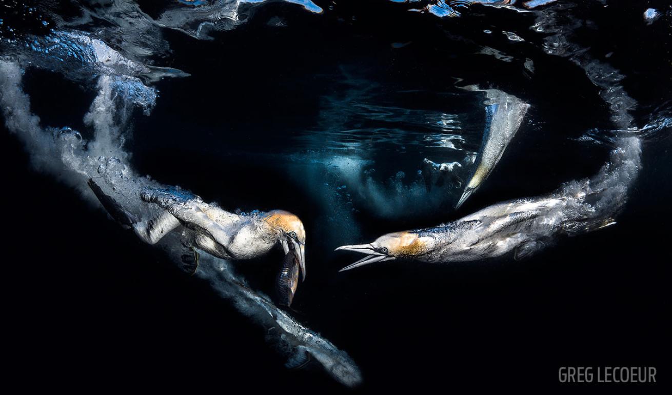 scuba diving through your lens photo contest
