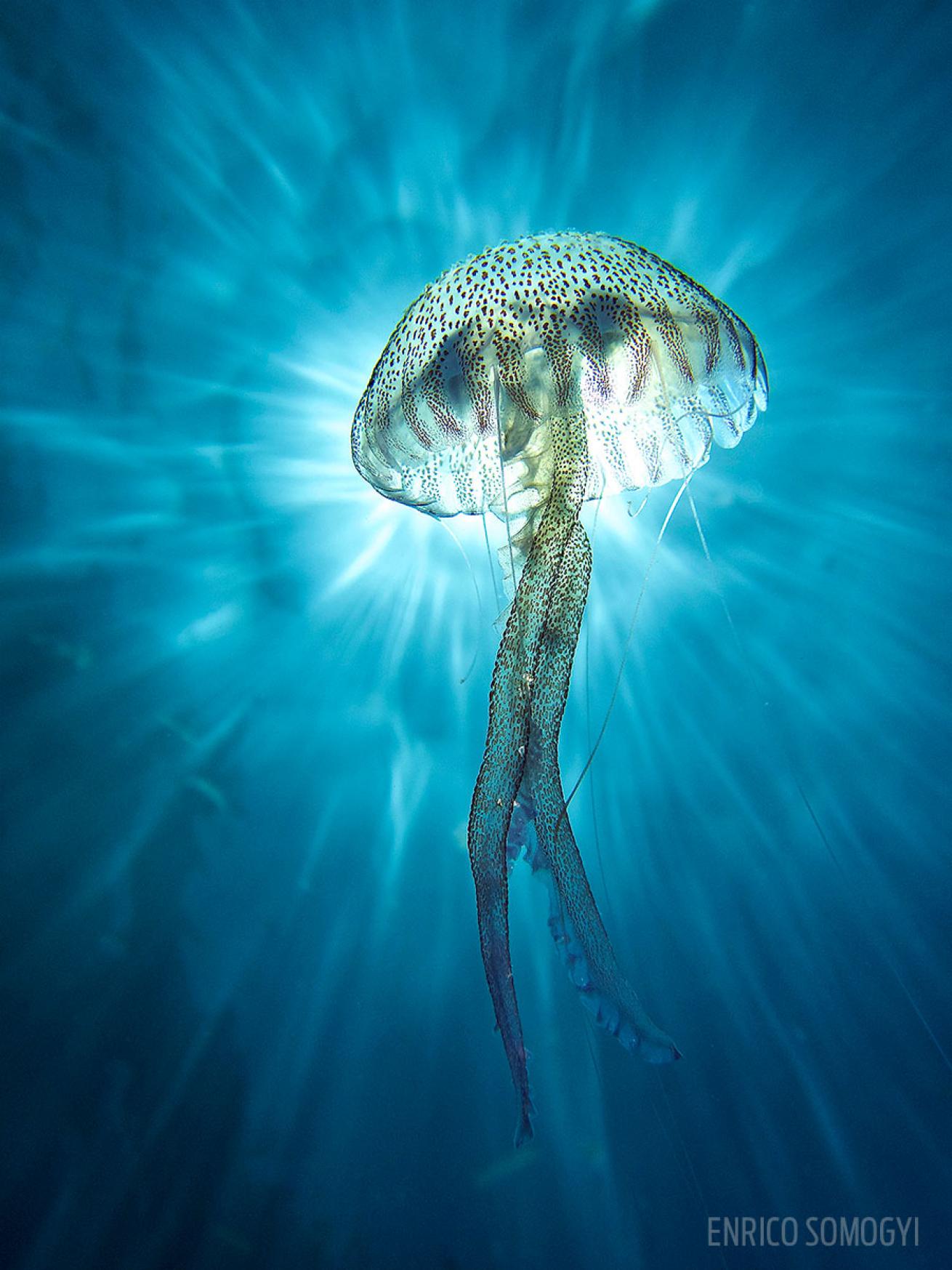 scuba diving through your lens photo contest