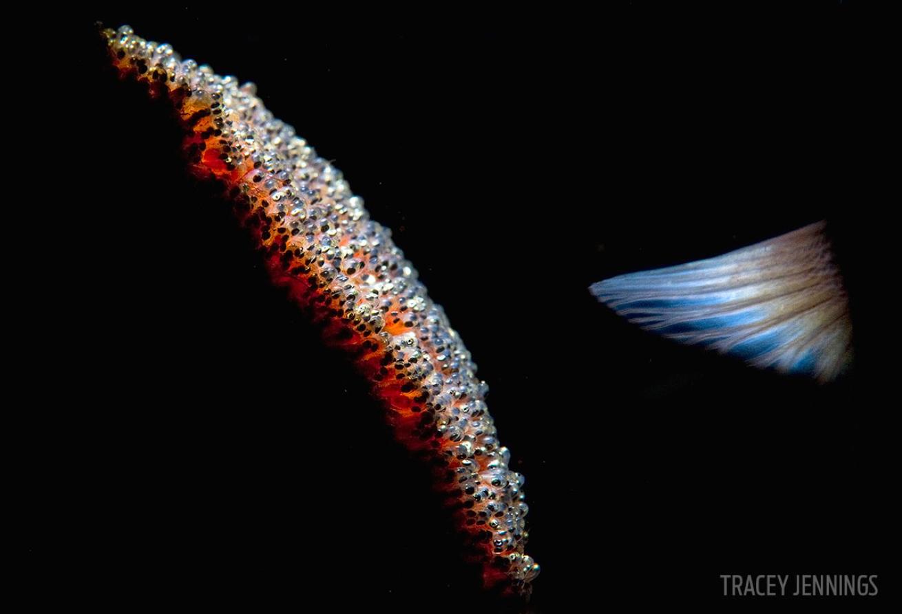 scuba diving through your lens photo contest