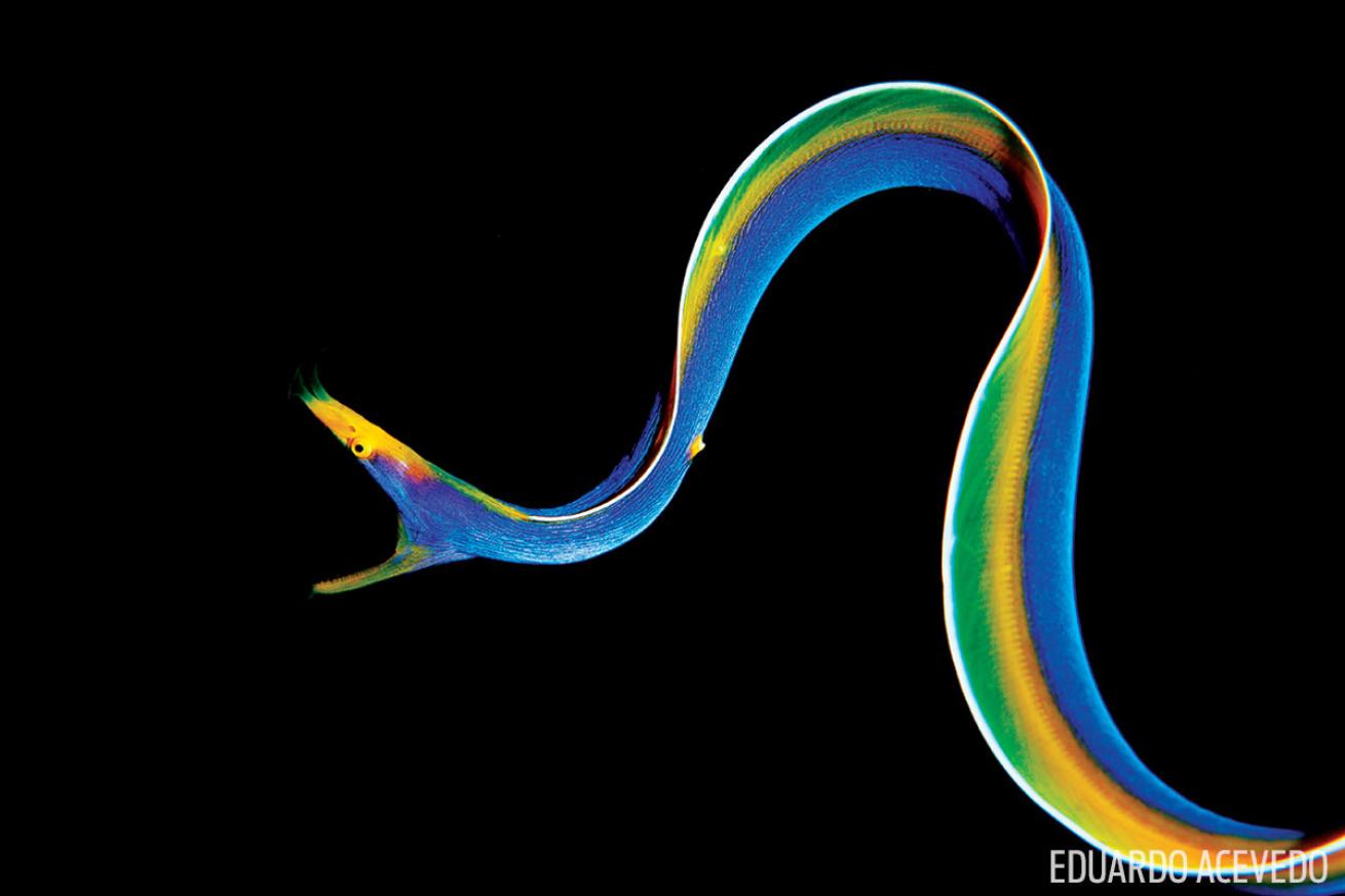 scuba diving through your lens photo contest