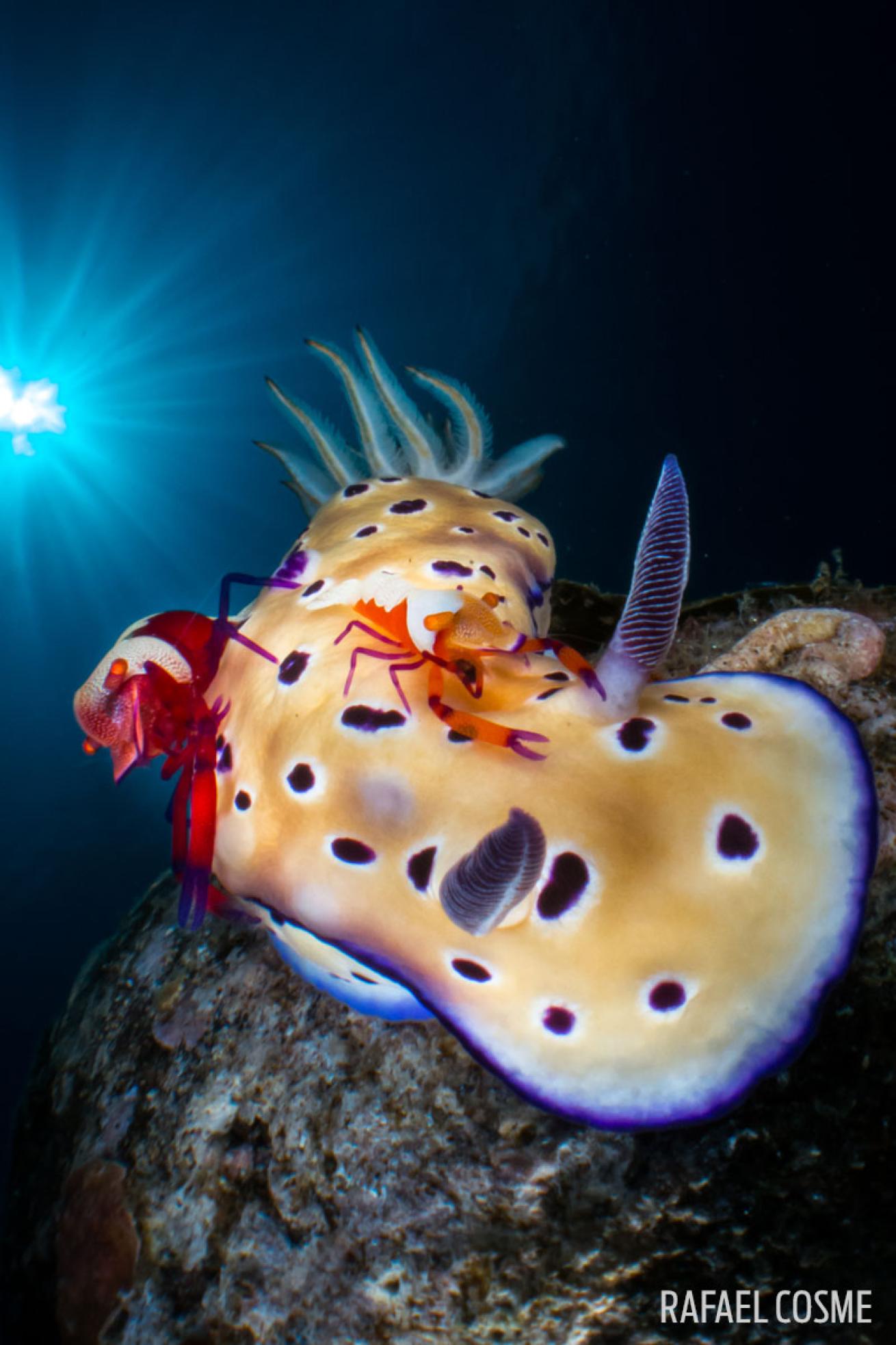 emperor shrimp on nudibranch mutualism
