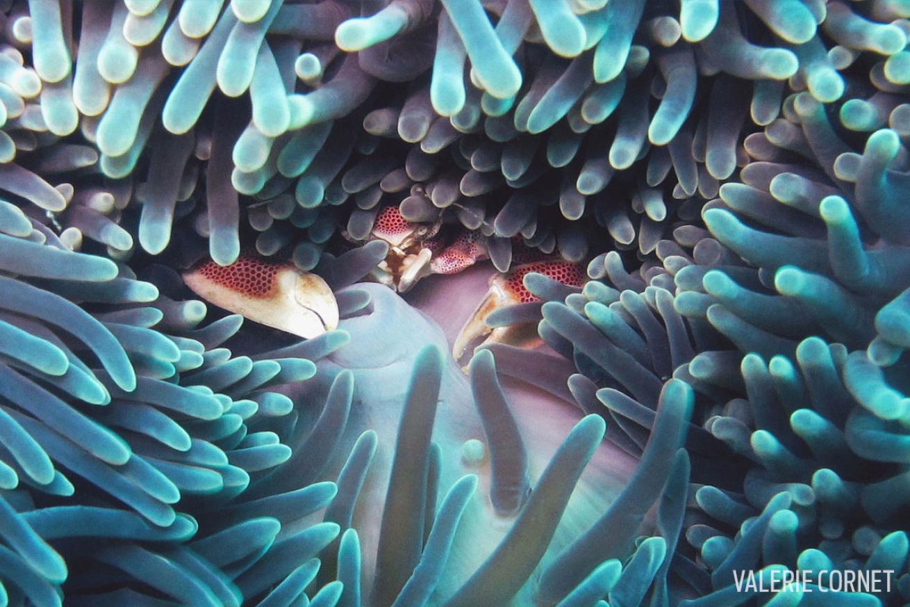 porcelain anemone crab symbiosis mutualistic