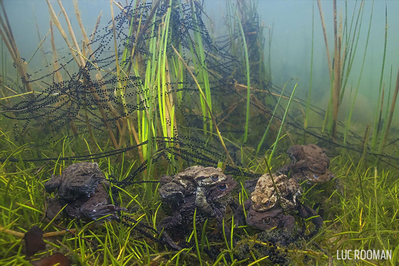 lumpsucker toads netherlands mating