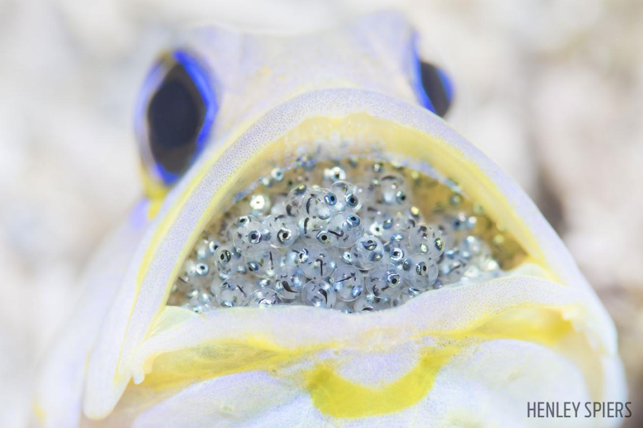 yellowhead jawfish babies in mouth