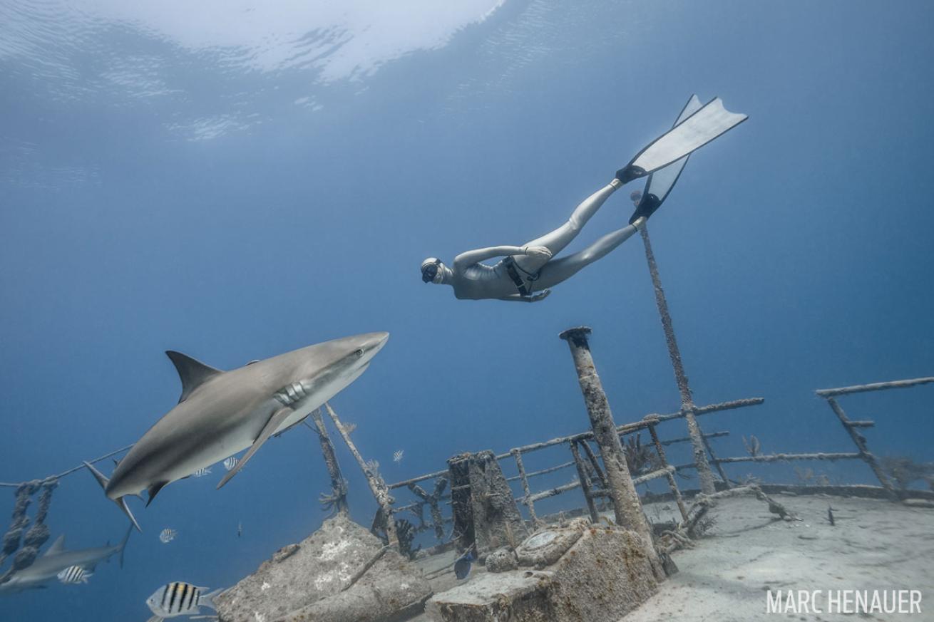 Freediver with Bahamas Shark
