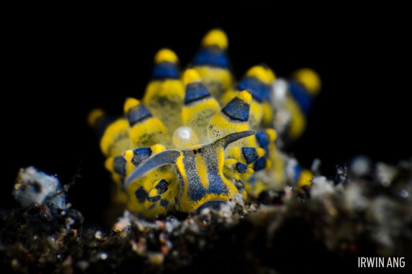 shaun the sheep nudibranch sea slug