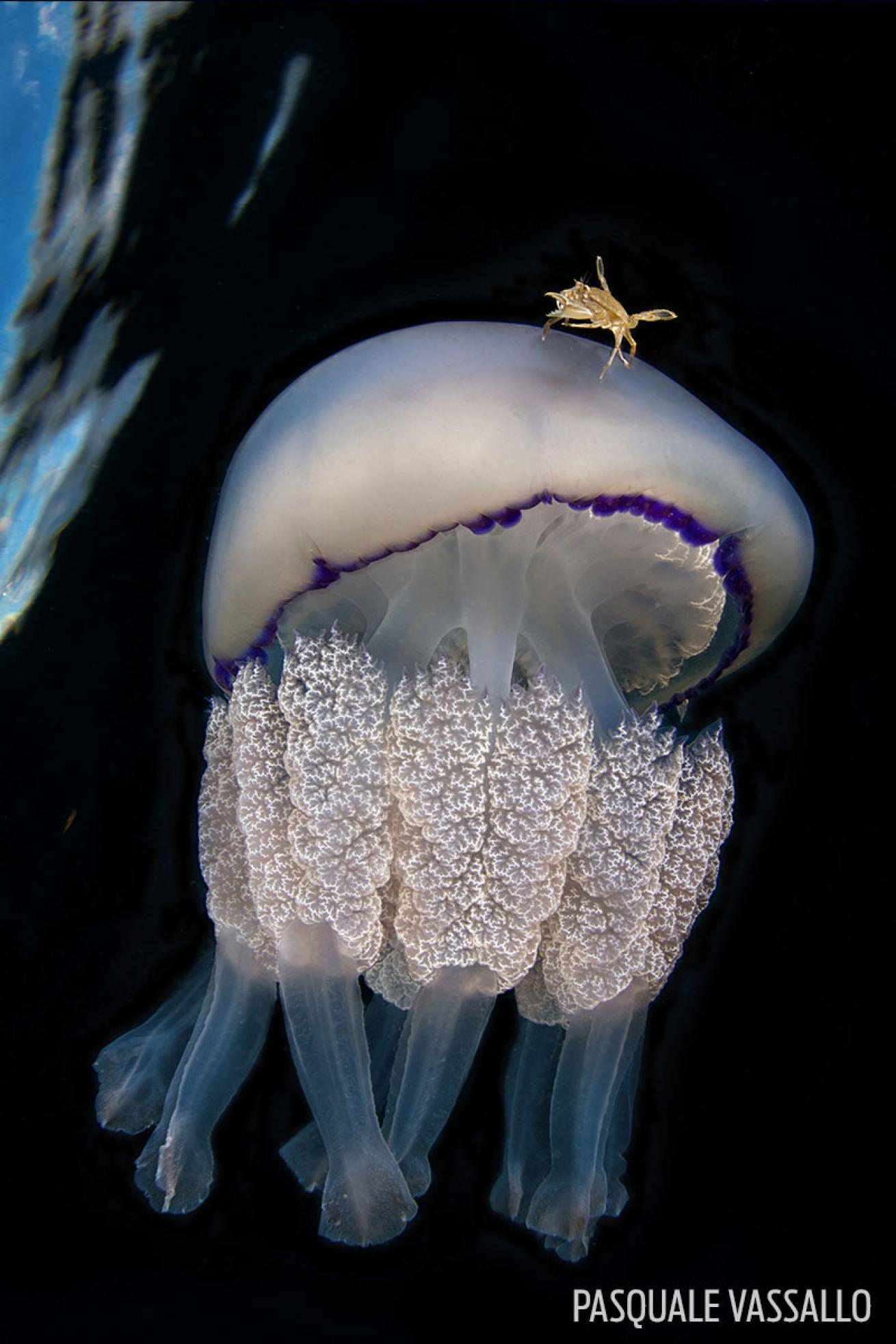jellyfish and grey swimming crab symbiosis