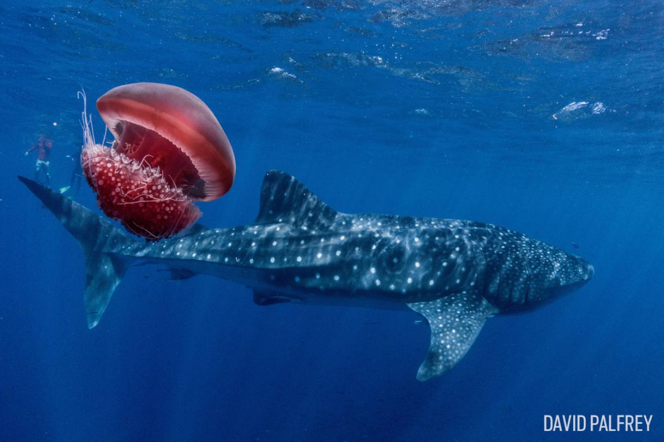 ningaloo whale shark and jellyfish