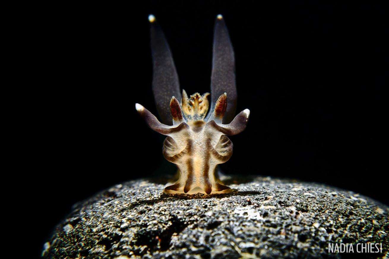 alien nudibranch underwater