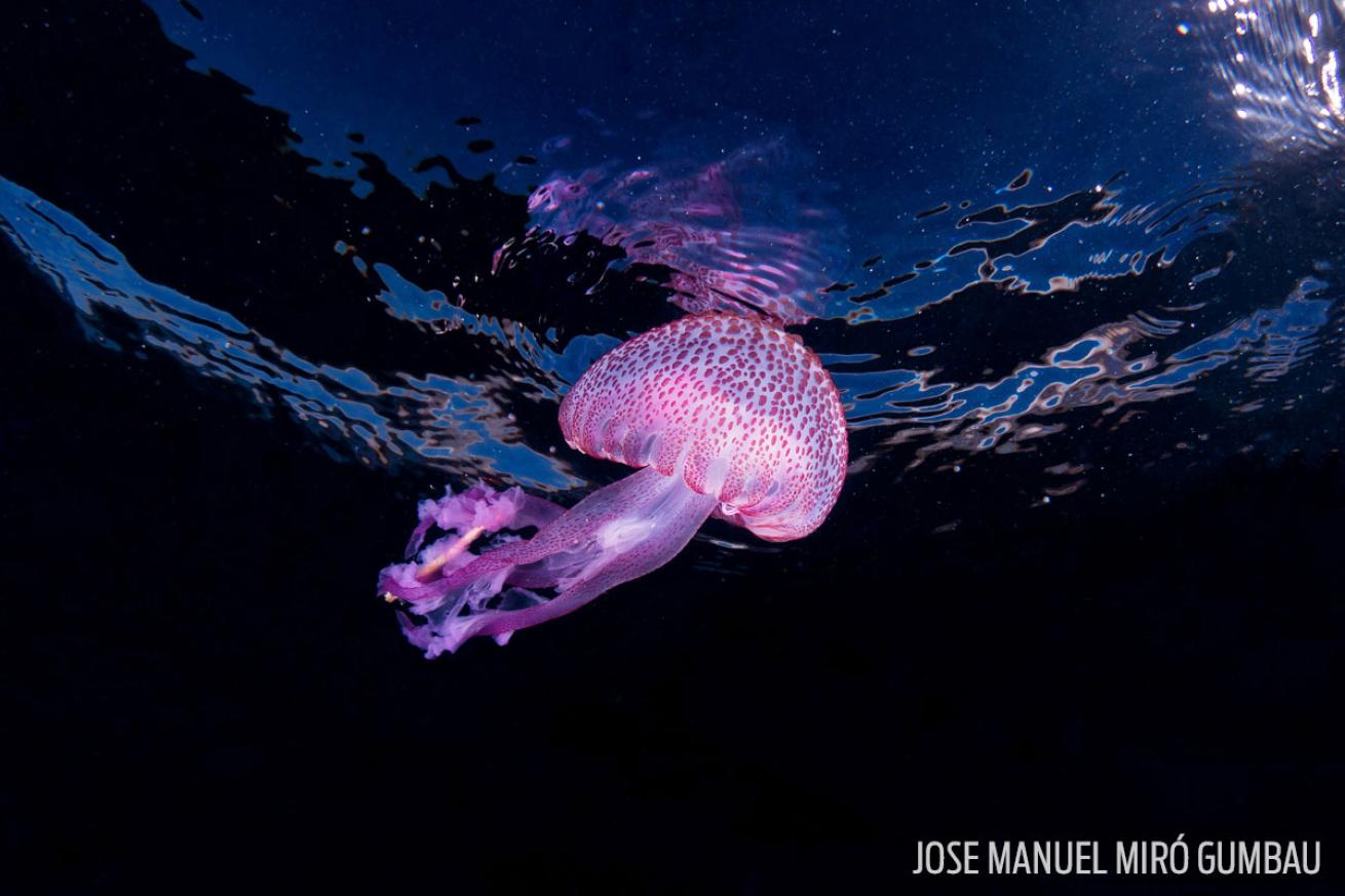 jellyfish glow in the dark spain scuba