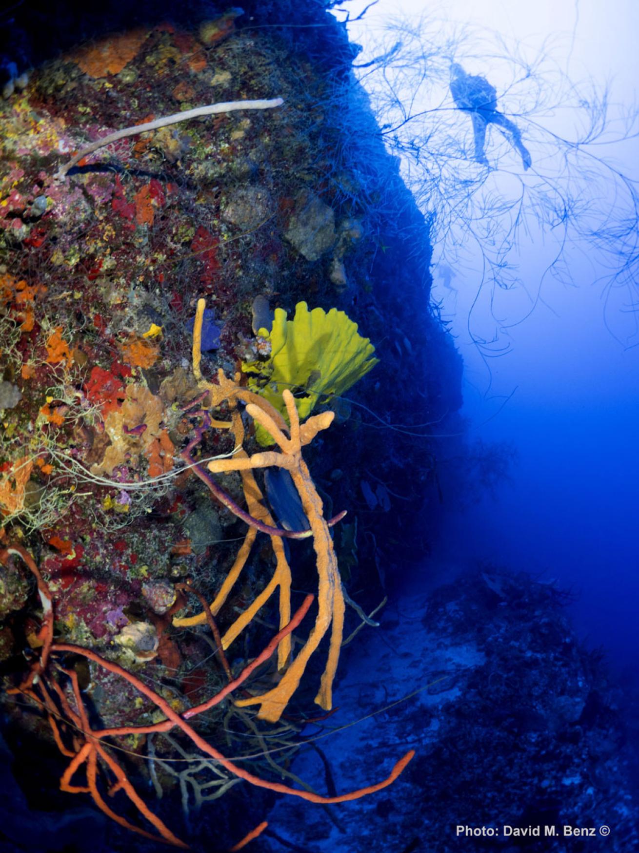 cuba isle of youth scuba diving