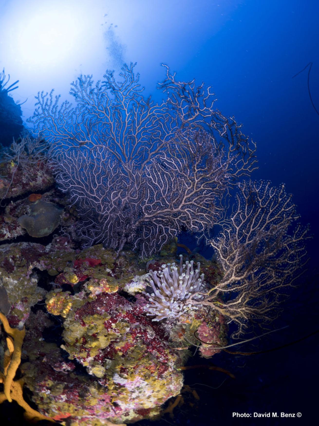 cuba isle of youth scuba diving