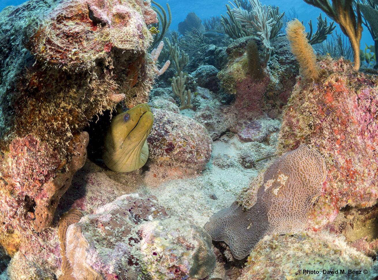 cuba isle of youth scuba diving