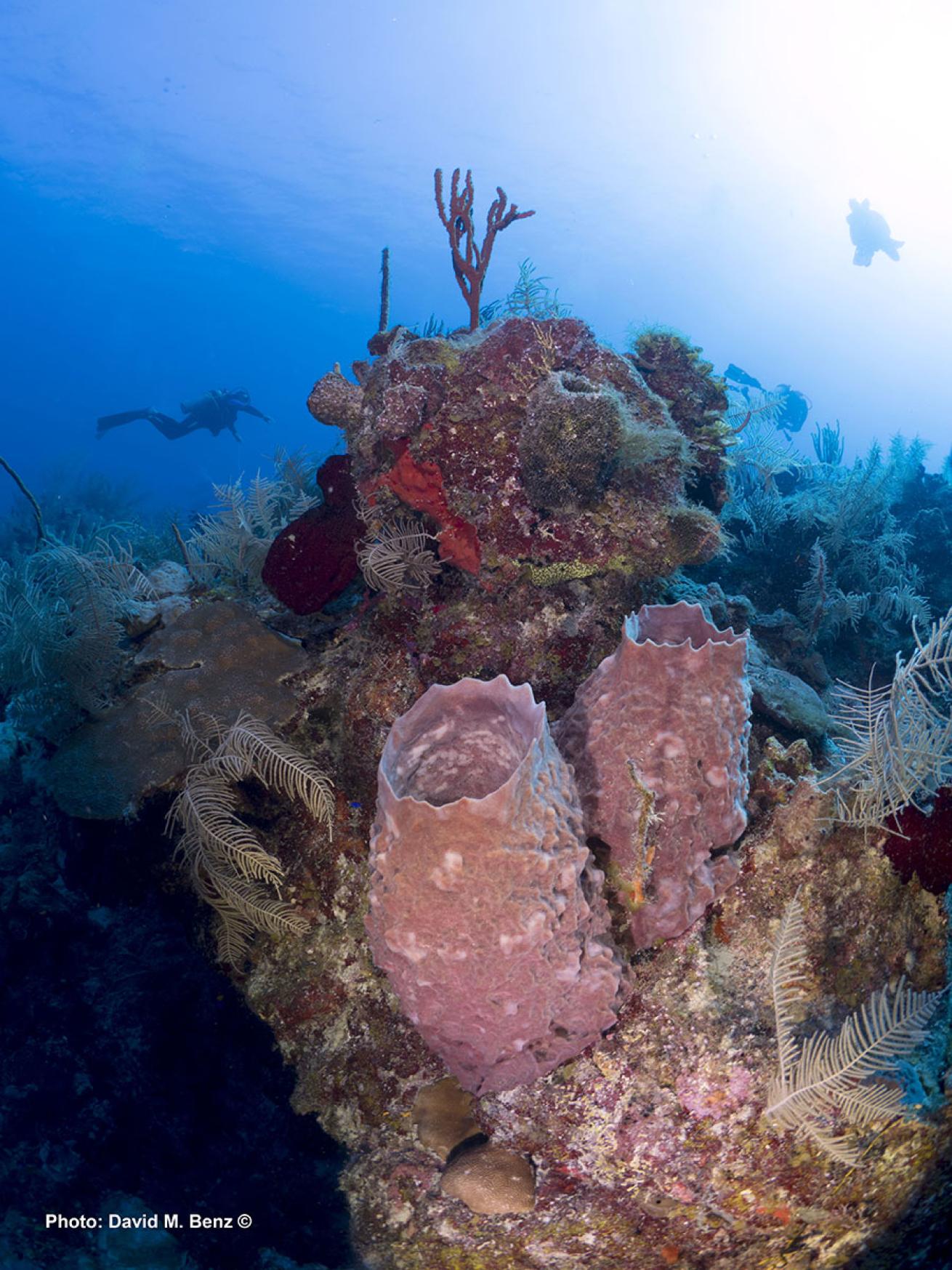 cuba isle of youth scuba diving