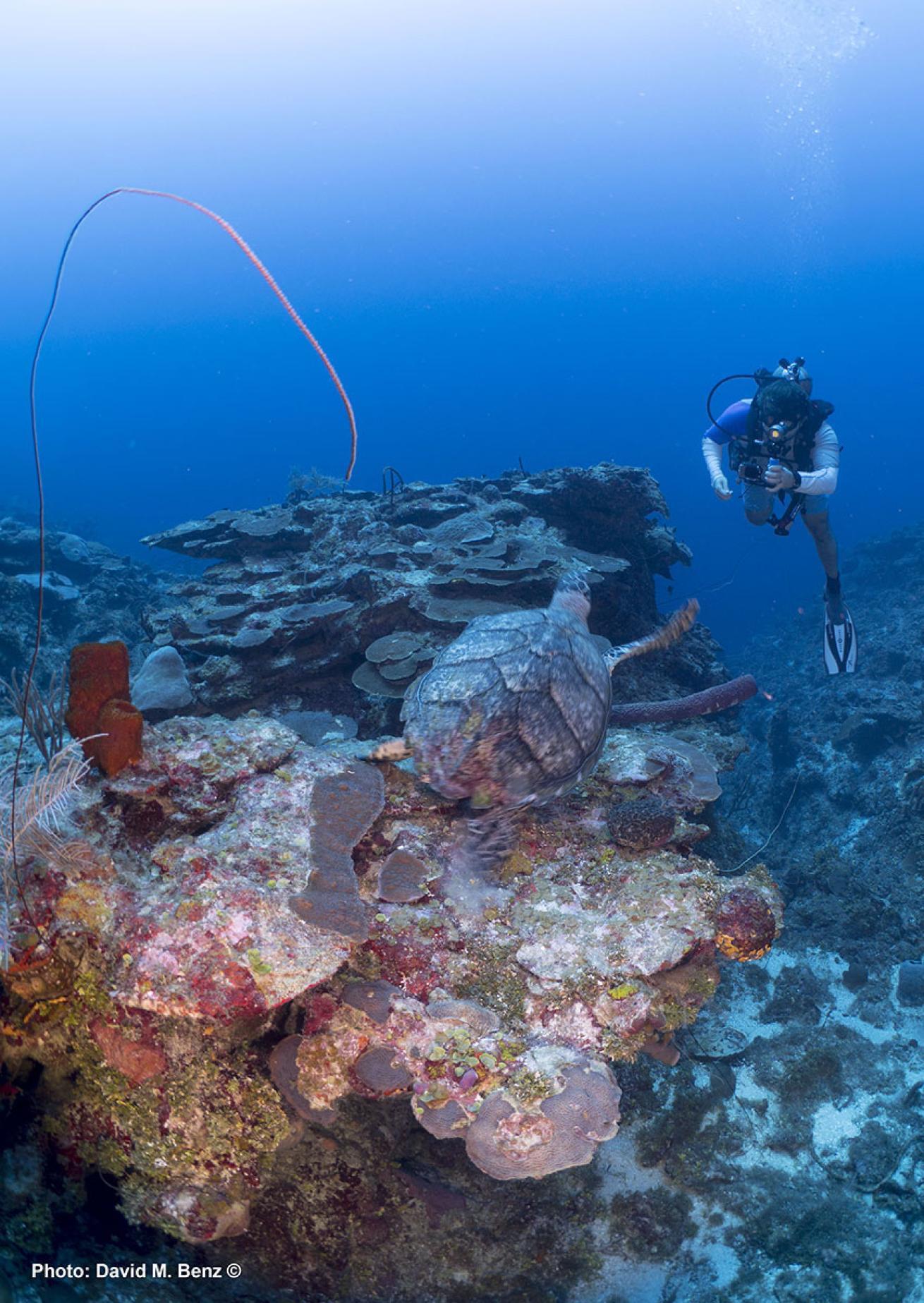 cuba isle of youth scuba diving