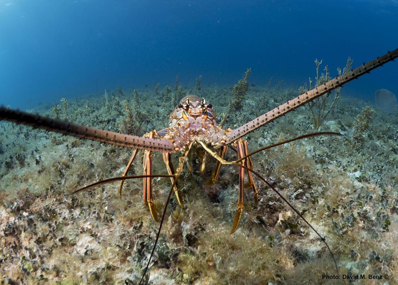 cuba isle of youth scuba diving