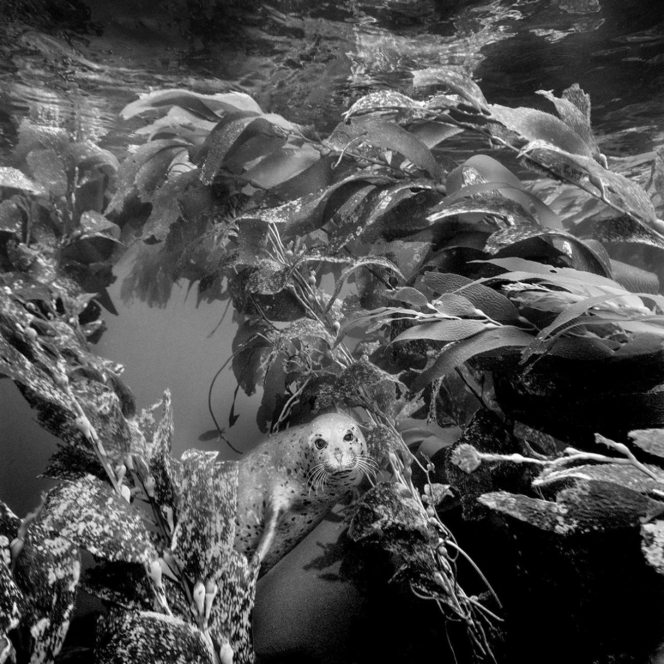 Milestones in Underwater Photography