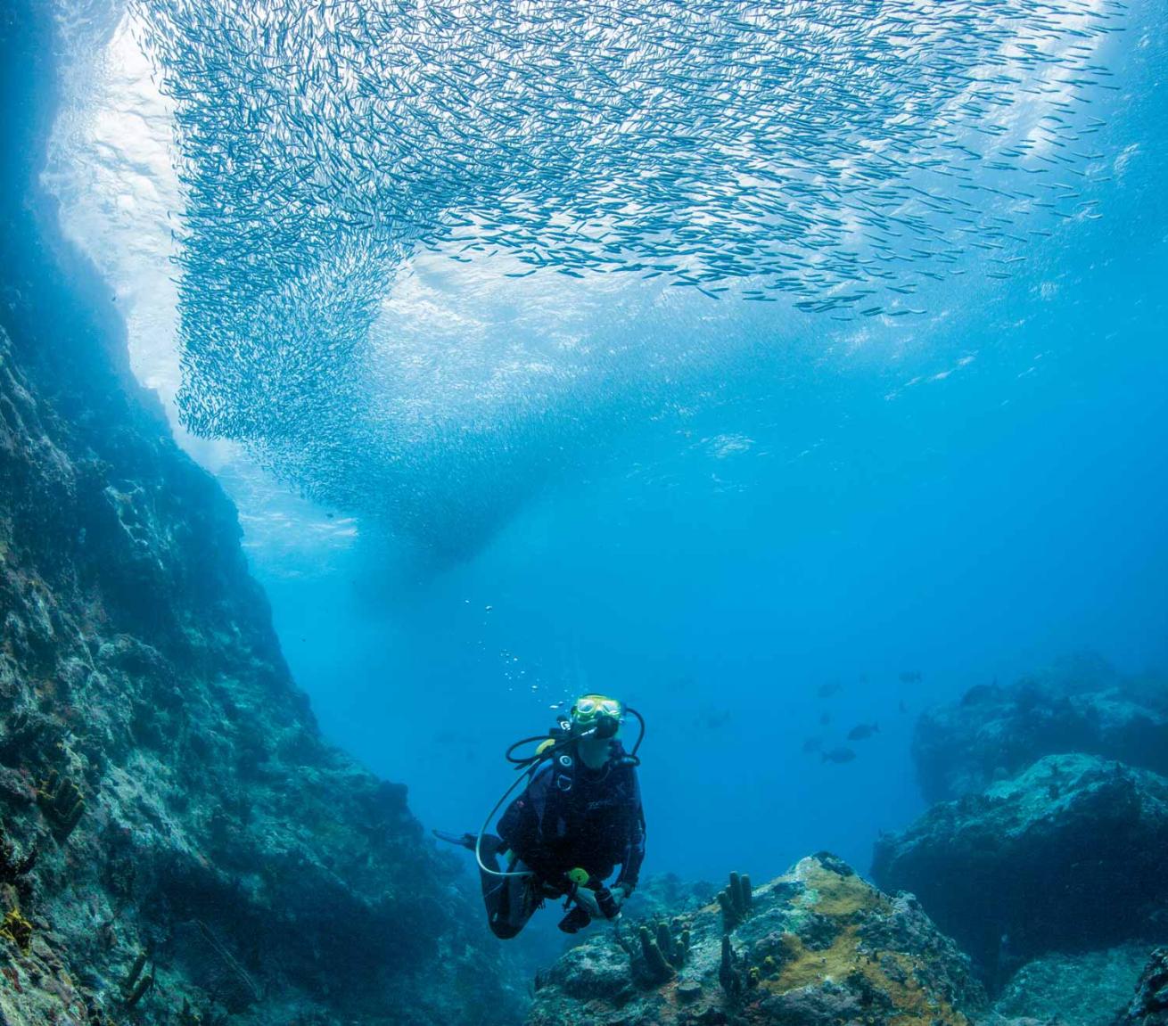 Underwater bait-ball in Carriacou