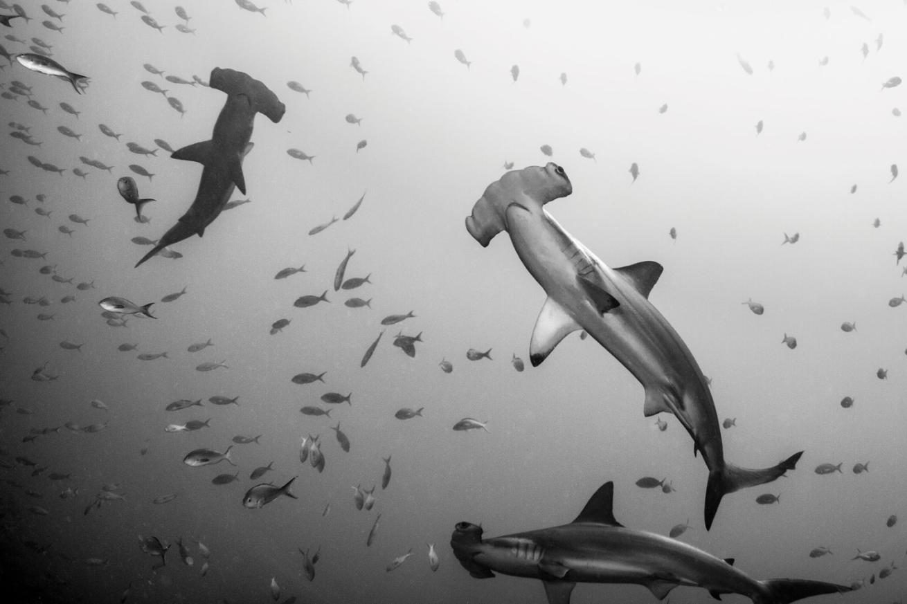 Hammerheads pass by Wolf Island in the Galapagos