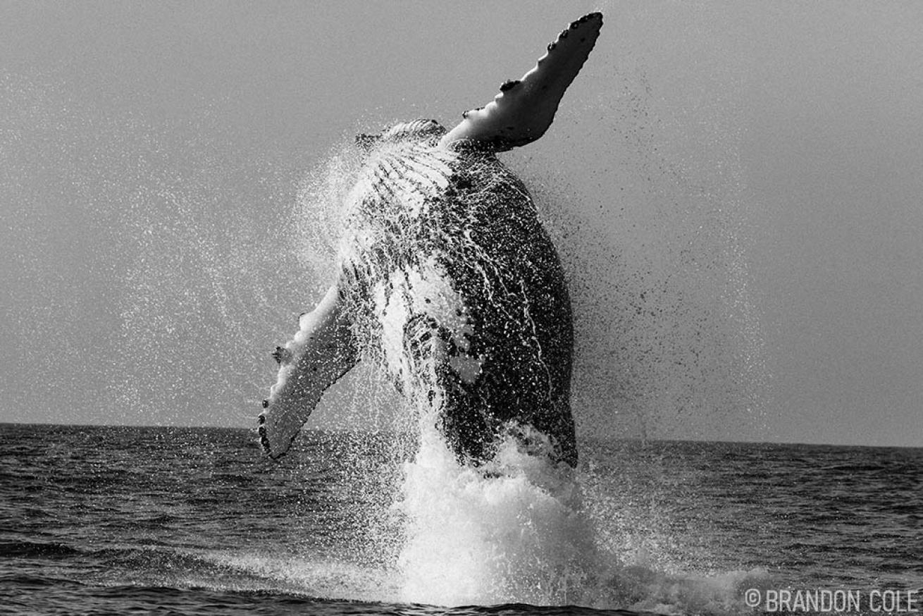 Sardine Run South Africa Humpback Whale