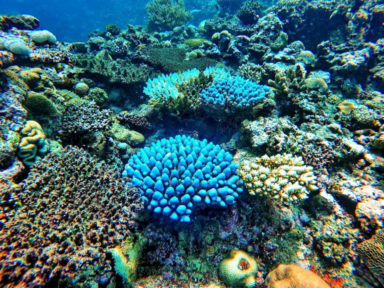 Underwater Coral Reef Fiji