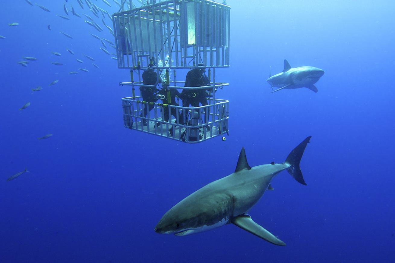 Great White Sharks in Guadalupe