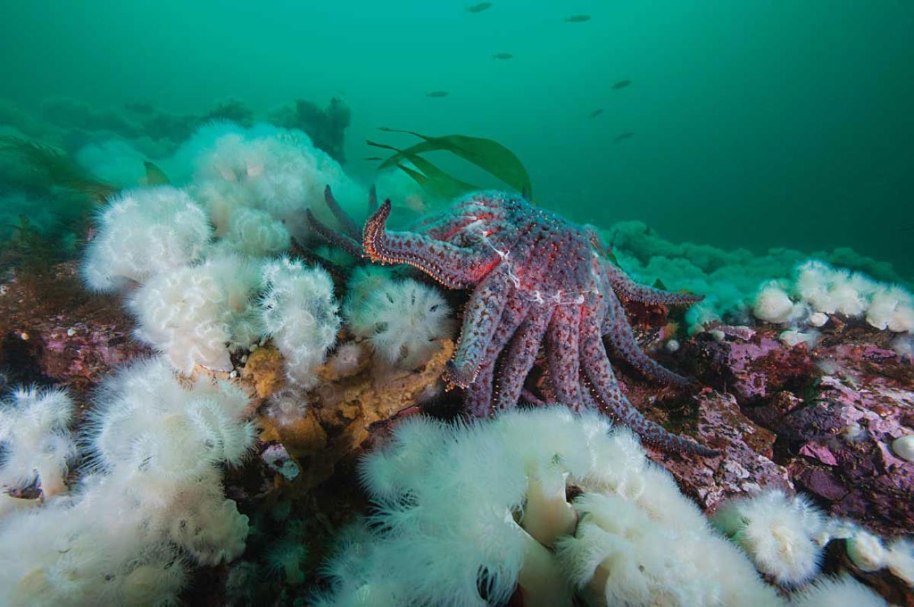 Invertebrates Underwater British Columbia