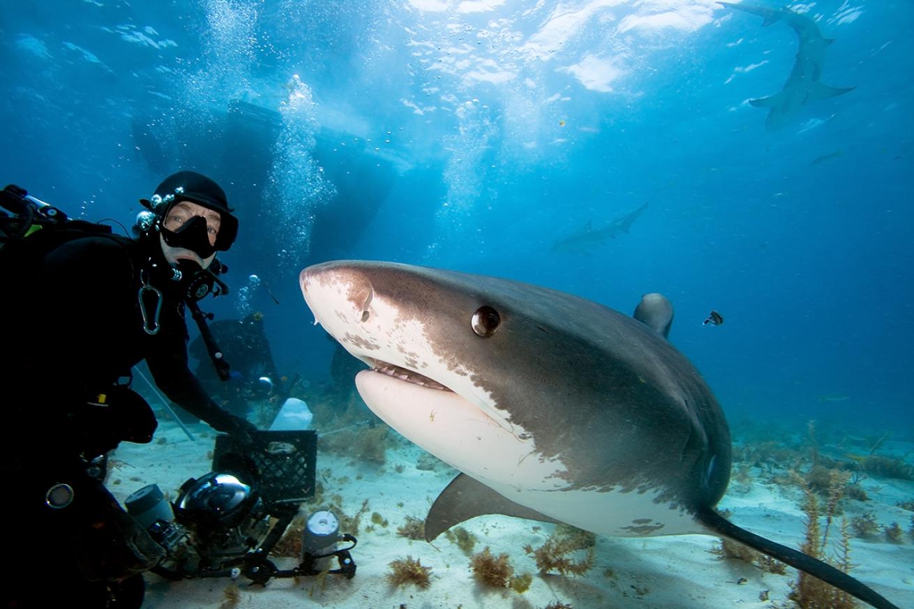 An underwater photographer hovers behind a bull shark.