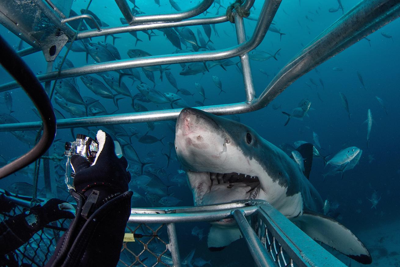 Great White shark pokes nose in cage during diving
