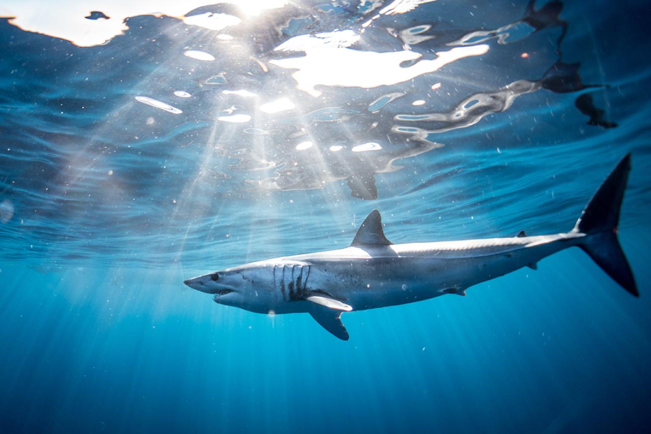 A mako shark swims through the ocean.