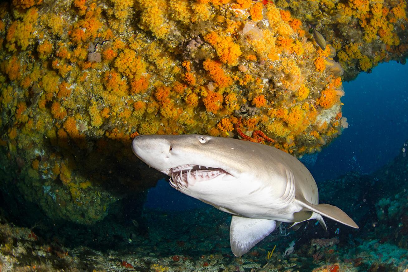 A sand tiger sticks its head into a coral tunnel.